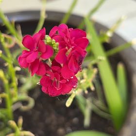 Photo of the plant species Brompton Stock by @SmartRossavens3 named Kylie on Greg, the plant care app