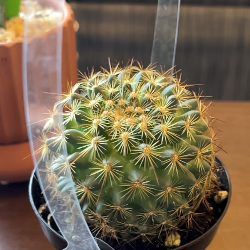 Photo of the plant species Mammillaria by @BabyBlackhaw45 named Penny on Greg, the plant care app
