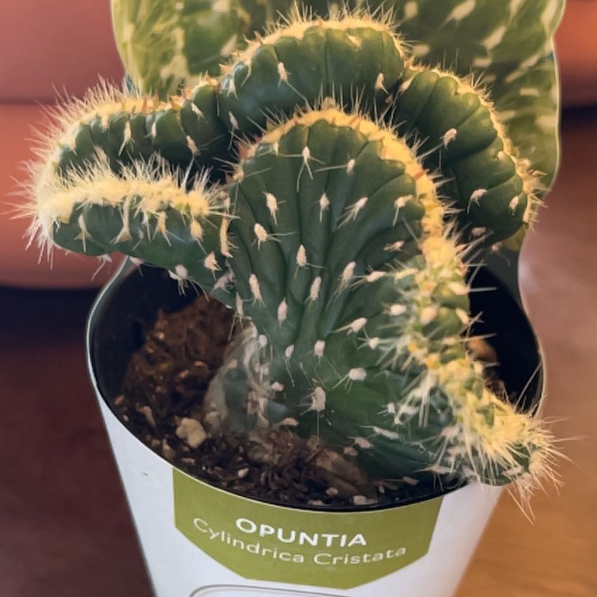 Photo of the plant species Opuntia Cylindrica Crest by @BabyBlackhaw45 named Venus on Greg, the plant care app