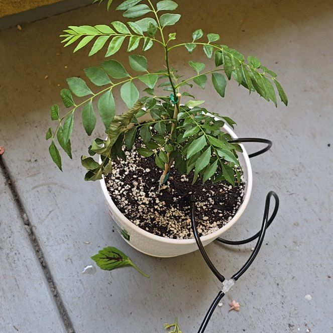 Photo of the plant species Curry Tree by @PoetLimebasil41 named Tolkien on Greg, the plant care app