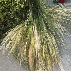 Photo of the plant species Mexican Feather Grass by @TunefulChilli73 named Bigleef Smalls on Greg, the plant care app