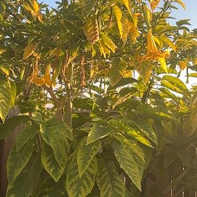 Photo of the plant species Angel's Trumpet by @CuteMaitake99 named Keanu Leaves on Greg, the plant care app