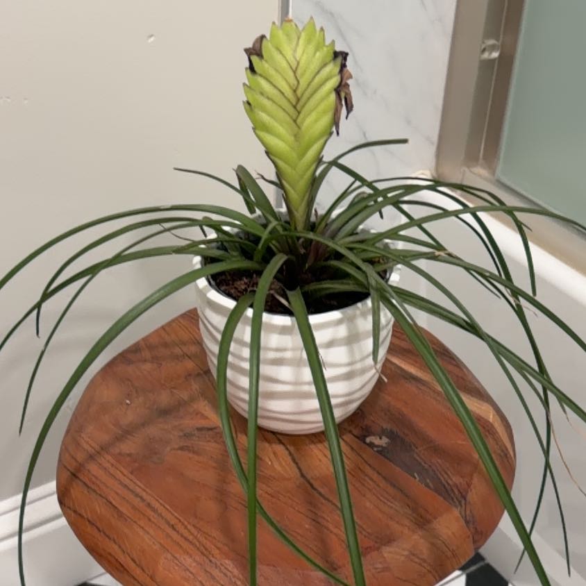 Photo of the plant species Pink Quill by @FunTawa40 named Dax on Greg, the plant care app