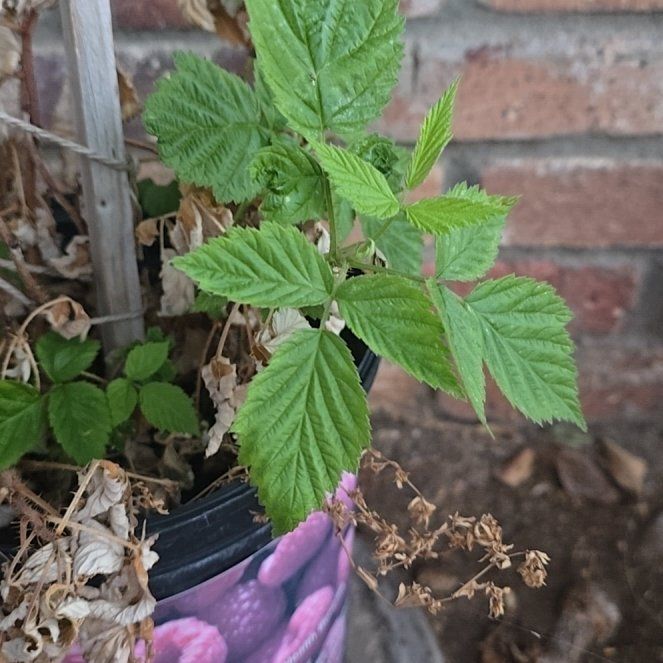 Photo of the plant species European Red Raspberry by @WhizColeus46 named Rihanna on Greg, the plant care app