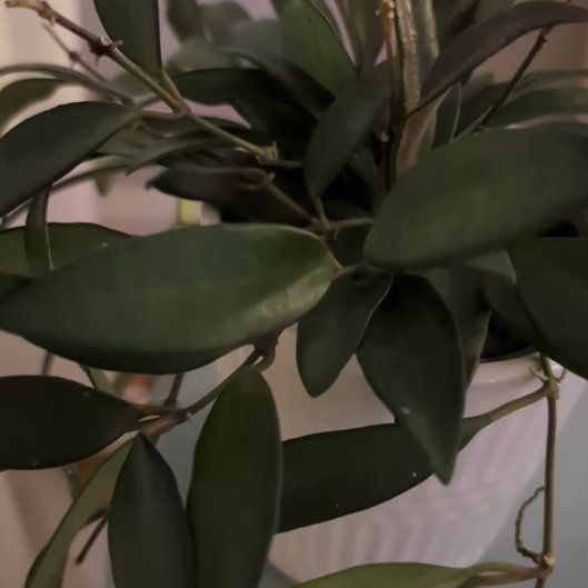 Photo of the plant species Hoya rosita 'Adrift' by @WinPatchouli41 named Ulysses S Plant on Greg, the plant care app