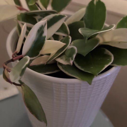 Photo of the plant species Hoya 'Shining Sea Star' by @WinPatchouli41 named Bruce Lee on Greg, the plant care app