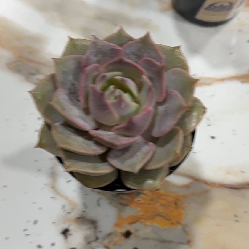Photo of the plant species Angel Kissed by @HardyCamphor89 named Aristotle on Greg, the plant care app