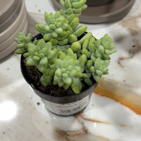 Photo of the plant species Donkey Tail by @HardyCamphor89 named Sproutacus on Greg, the plant care app