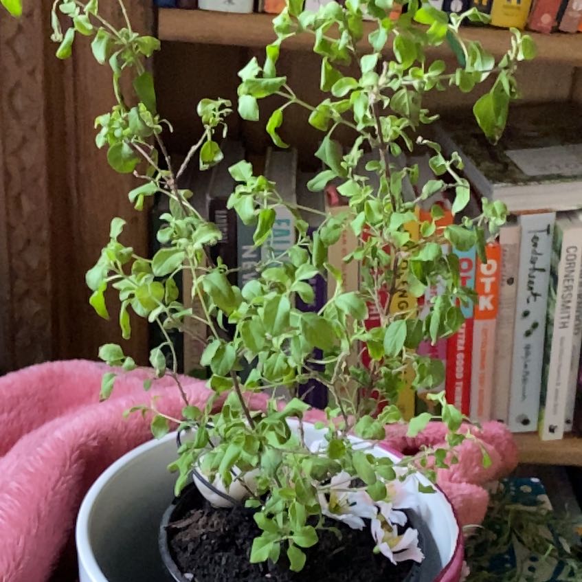 Photo of the plant species Krishna Tulasi by @SavvyAirplant74 named Gobi on Greg, the plant care app