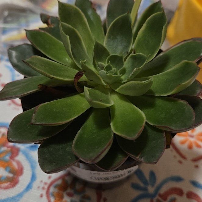 Photo of the plant species Alita by @IconOrchids59 named Chingona on Greg, the plant care app