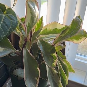Photo of the plant species Peperomia 'Ginny' by @GenialAjwain77 named Navajo on Greg, the plant care app