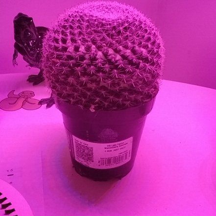 Photo of the plant species Old Lady Cactus by @CactusOwner807 named Jerald on Greg, the plant care app