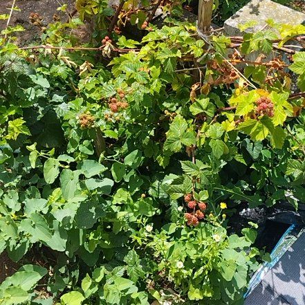 Photo of the plant species Fragrant Sumac by @WingedZebrina29 named Sproutacus on Greg, the plant care app
