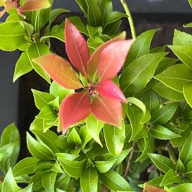 Photo of the plant species Japanese Andromeda by @GreatJuneplum69 named Einstein on Greg, the plant care app