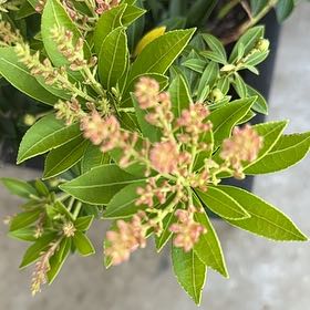 Photo of the plant species Japanese Andromeda by @GreatJuneplum69 named Dolores on Greg, the plant care app