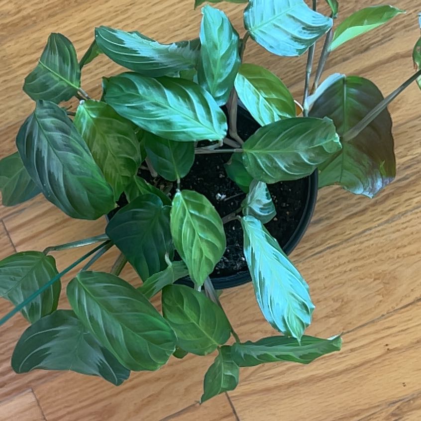 Photo of the plant species Red prayer plant by @SirLime40 named Sigmund on Greg, the plant care app