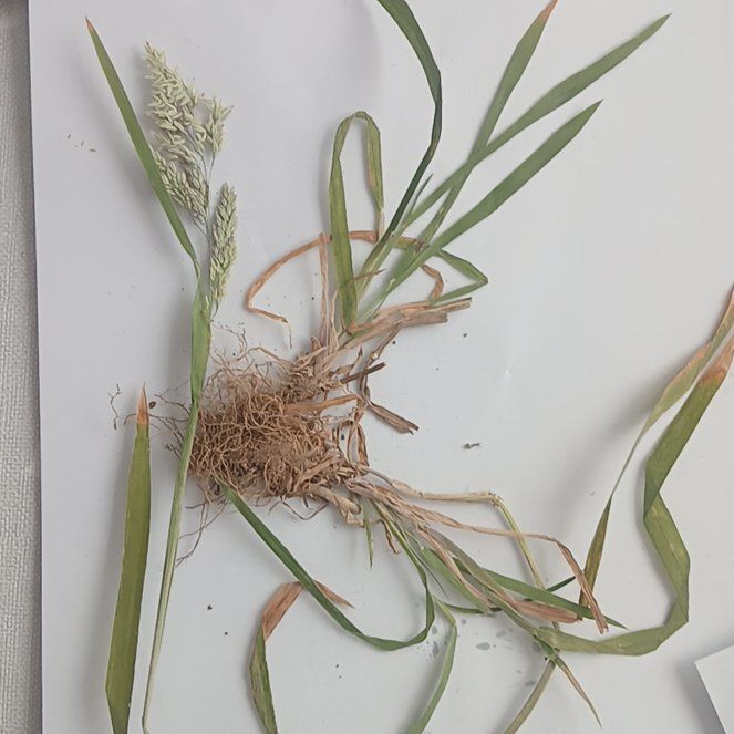 Photo of the plant species Common Velvetgrass by @BelovedGreenice named Gates on Greg, the plant care app