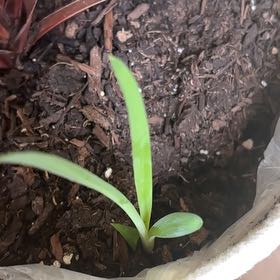 Photo of the plant species Orchid by @TenderBuroak92 named Daphne on Greg, the plant care app