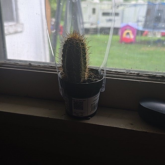 Photo of the plant species Echinopsis 'Huascha' by @NewDill24 named Rosa on Greg, the plant care app