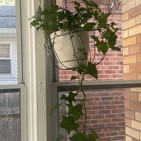 Photo of the plant species Cape Ivy by @QuaintBuroak13 named Orwell on Greg, the plant care app