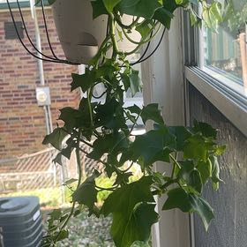 Photo of the plant species Cape Ivy by @QuaintBuroak13 named Sproutacus on Greg, the plant care app