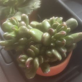 Photo of the plant species Oregon Stonecrop by @SirBeans41 named Jellybean on Greg, the plant care app