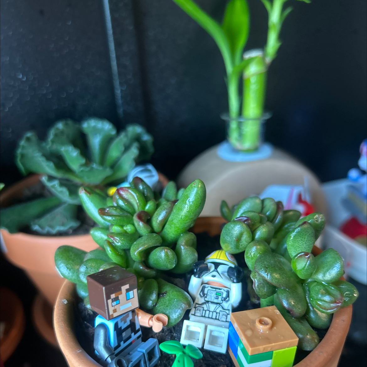 Photo of the plant species Oregon Stonecrop by @SirBeans41 named Jellybean on Greg, the plant care app
