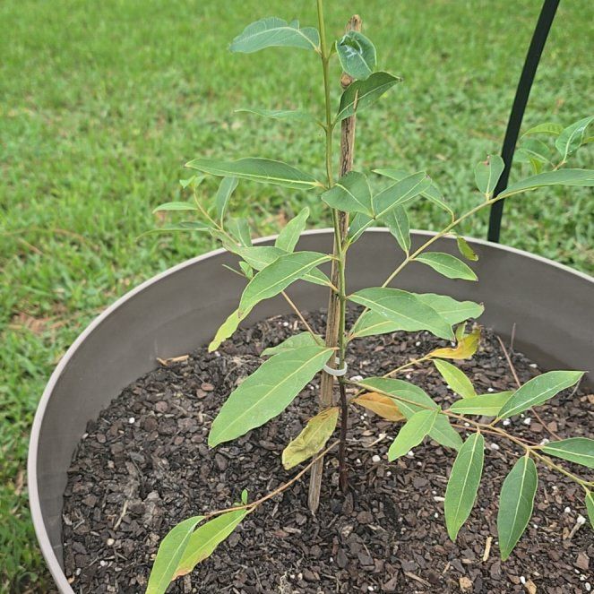 Photo of the plant species Rainbow Eucalyptus by @KeyRichweed23 named Bodhi on Greg, the plant care app
