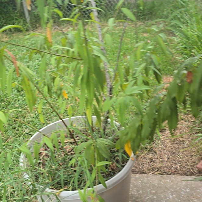 Photo of the plant species Peach Tree by @KeyRichweed23 named Bella on Greg, the plant care app