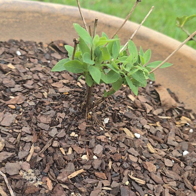 Photo of the plant species Western White Honeysuckle by @KeyRichweed23 named Sol on Greg, the plant care app