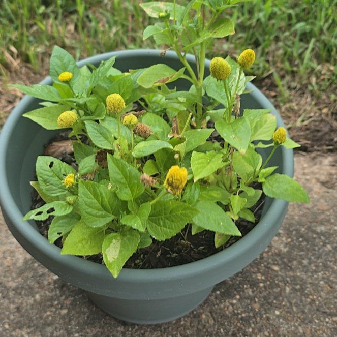Photo of the plant species Toothache Plant by @KeyRichweed23 named Sir Plancelot on Greg, the plant care app