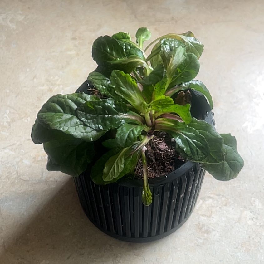 Photo of the plant species Blue Bugle by @RichFantasy91 named Remington on Greg, the plant care app