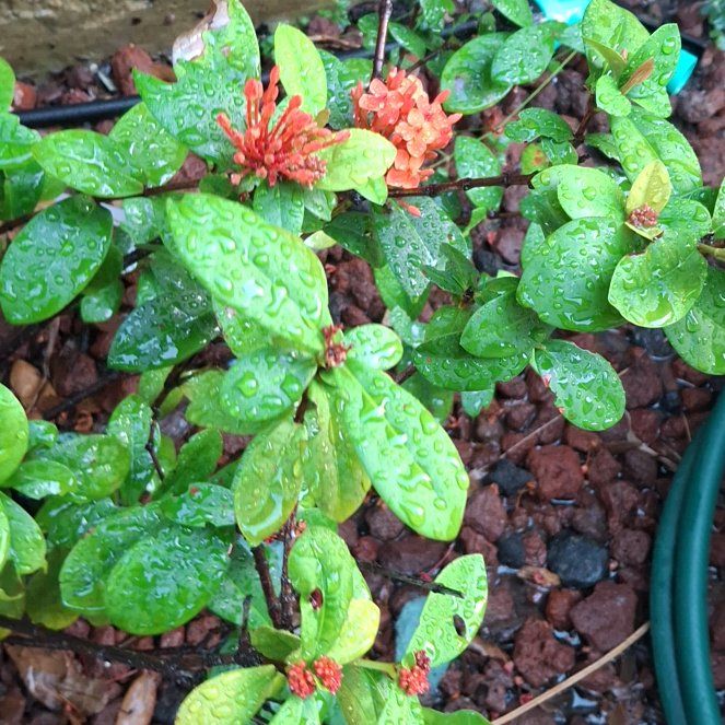 Photo of the plant species Flame of the Woods by @SageBibi14 named Cleopatra on Greg, the plant care app