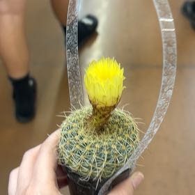 Photo of the plant species Notocactus elegans by @FoxyOnion33 named Treeyoncé on Greg, the plant care app