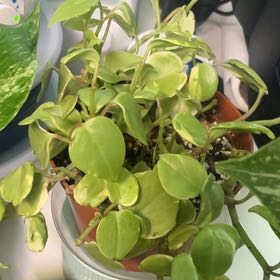 Photo of the plant species Variegated Cupid's Plant by @leah.420 named Sahara on Greg, the plant care app