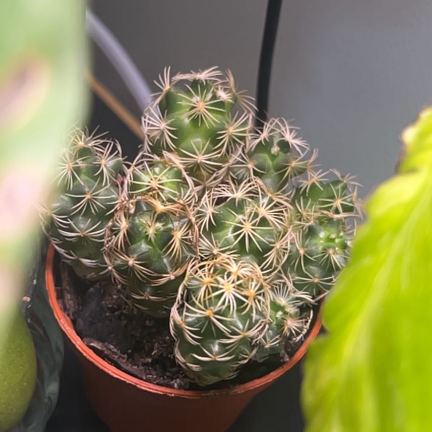 Photo of the plant species Thimble Cactus by @leah.420 named Delilah on Greg, the plant care app