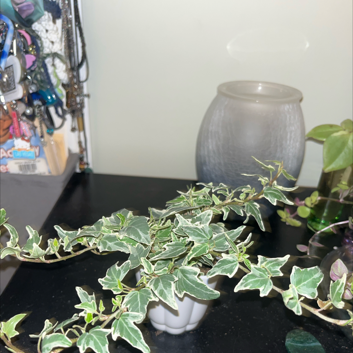 Photo of the plant species English Ivy variegated by @leah.420 named Dolores on Greg, the plant care app