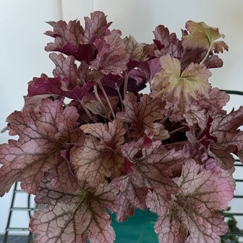 Photo of the plant species Coral Bells by @NimbleFuchsia75 named Morgan Treeman on Greg, the plant care app