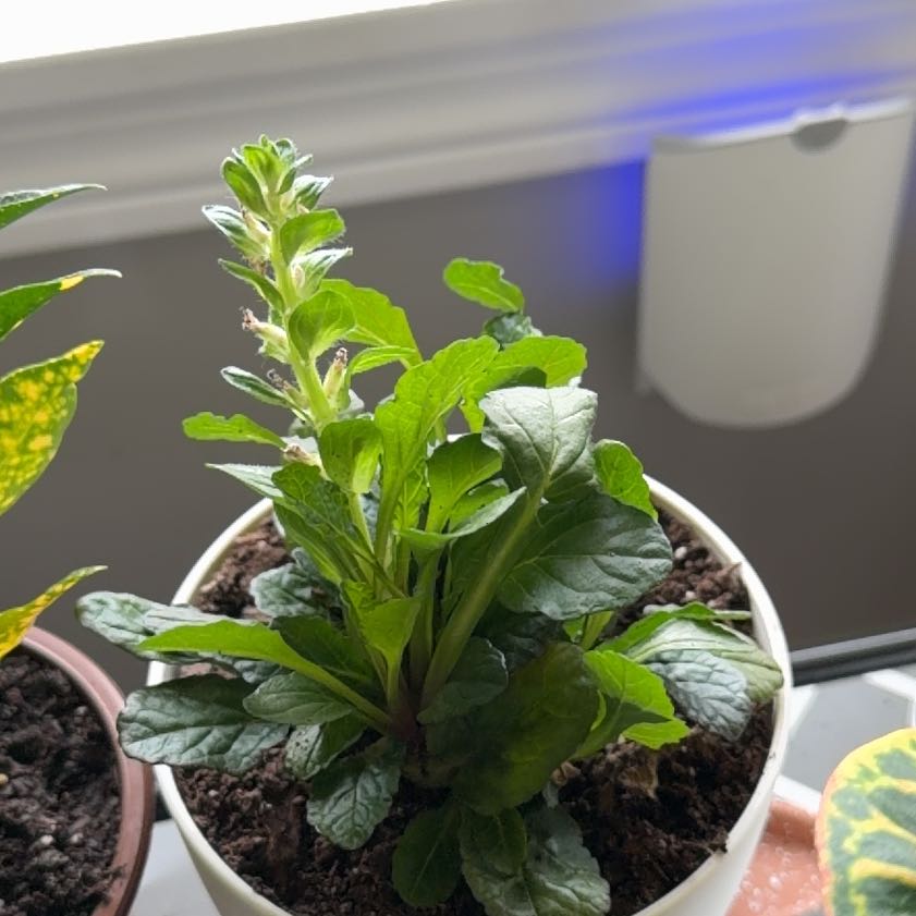Photo of the plant species Blue Bugle by @TastyOrchid88 named Sol on Greg, the plant care app