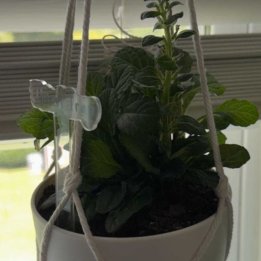 Photo of the plant species Blue Bugle by @TastyOrchid88 named Zion on Greg, the plant care app