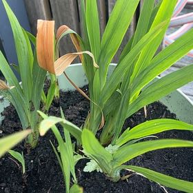 Photo of the plant species Dahlia by @DollTormentil91 named Zion on Greg, the plant care app