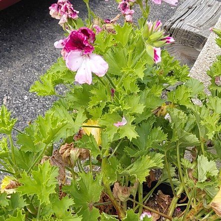 Photo of the plant species Hooded-Leaf Pelargonium by @CapableMarimo72 named Diana on Greg, the plant care app