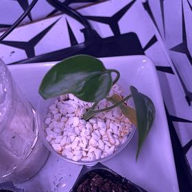 Photo of the plant species Monstera deliciosa 'Bulbosaur' by @NovelBanana73 named Ronaldo on Greg, the plant care app