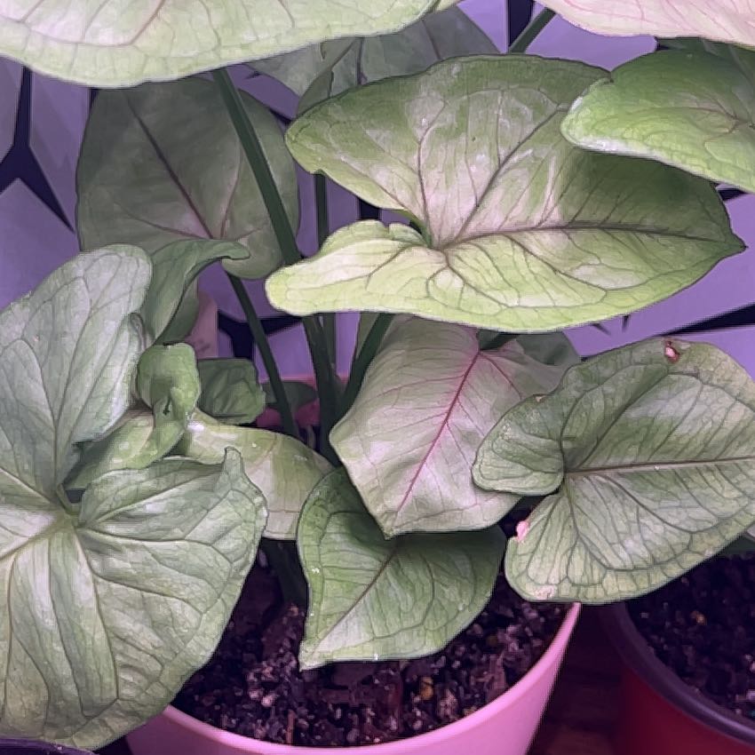 Photo of the plant species Syngonium 'Maria Allusion' by @NovelBanana73 named Nemo on Greg, the plant care app
