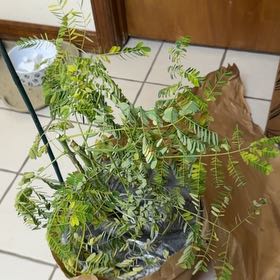 Photo of the plant species Caesalpinia Pulcherrima by @TopRedbean50 named Osmo on Greg, the plant care app