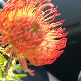 Photo of the plant species Red Pincushion-Protea by @HotBaibua45 named Bristol on Greg, the plant care app