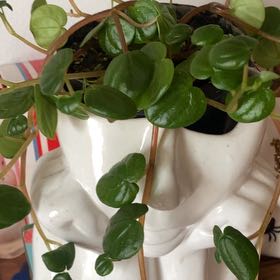 Photo of the plant species Peperomia 'Amigo Marcello' by @CozyGardenia10 named Mercurio on Greg, the plant care app