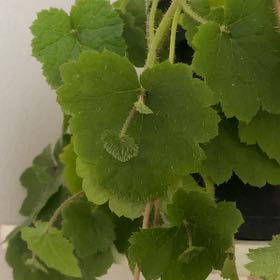 Photo of the plant species Pick-a-Back-Plant by @CozyGardenia10 named Gaia on Greg, the plant care app