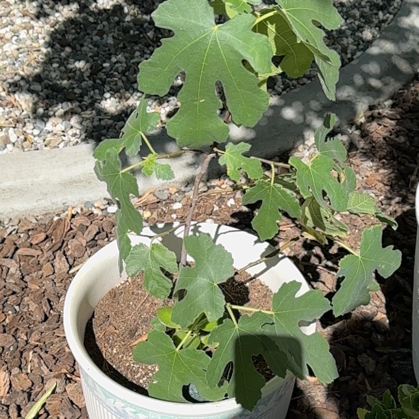Photo of the plant species Brown Turkey Fig by @YernPetunia25 named Stick in the mud on Greg, the plant care app