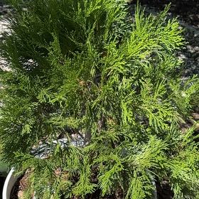 Photo of the plant species Bastard Cedar by @YernPetunia25 named Aria on Greg, the plant care app